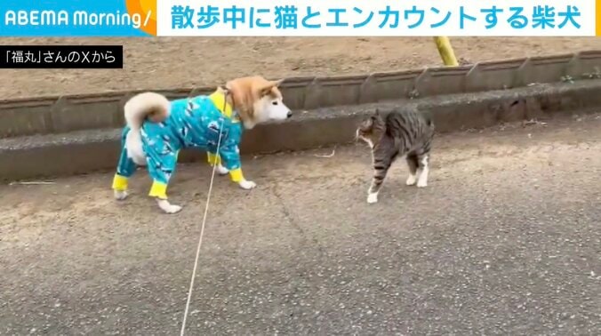 柴犬の福丸くん
