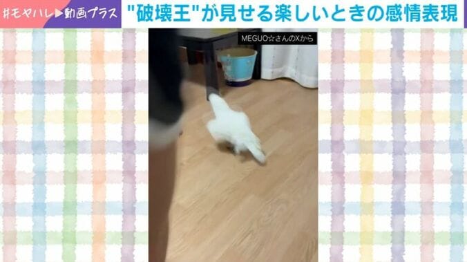 オウムのおこめくん