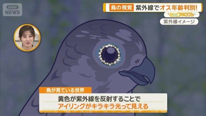 紫外線を反射することでキラキラ光って見える