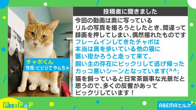 「話は聞かせてもらったニャ」“絶妙なタイミング”で現れる猫の動画に大反響「カッコいい」「映画出れそう」 2枚目