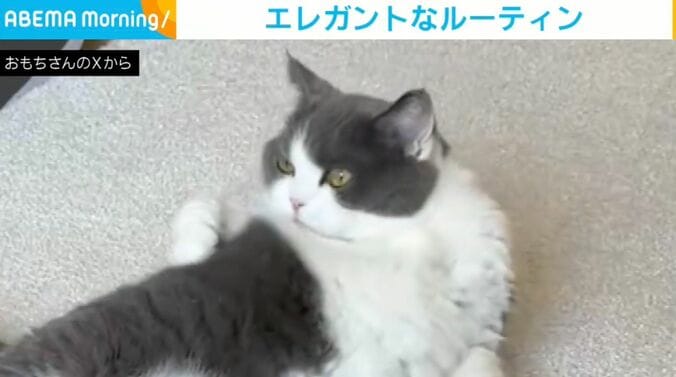 ブリティッシュショートヘアのおもちちゃん
