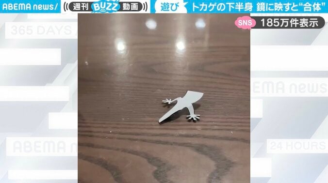 トカゲの下半身