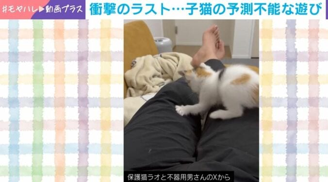 子猫の予測不能な遊び!?