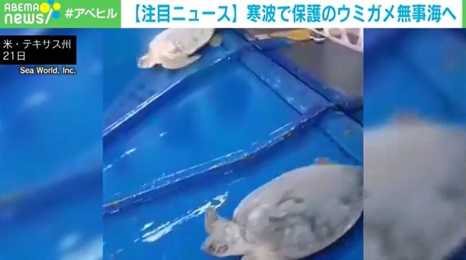 スライダーを滑っていくウミガメ 寒波による保護から無事海へ 1枚目