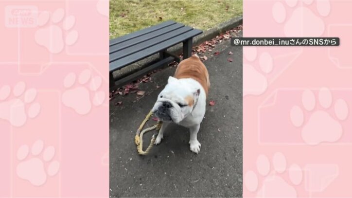 お願いがあるワン