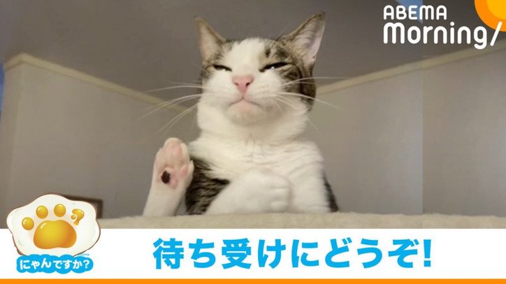 副反応がつらい猫 で大反響のろくくん 別の動画でも 壁にもたれかかる かわいい姿 国内 Abema Times