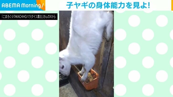 子ヤギの身体能力