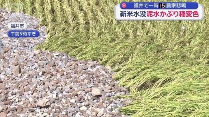 稲が軒並み横倒しに