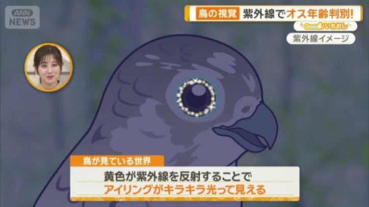 紫外線を反射することでキラキラ光って見える