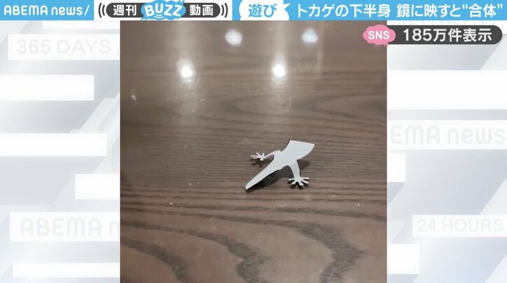 トカゲの下半身