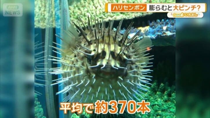 ハリセンボンの針は平均で、およそ370本