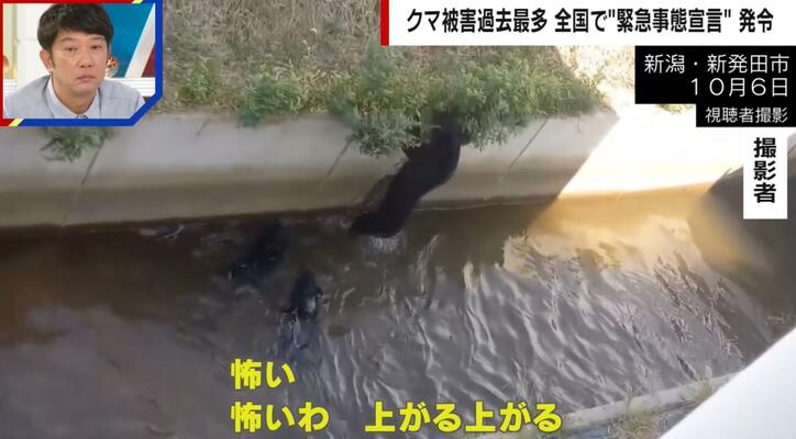【写真・画像】用水路に落ちた3頭のクマを撮影した女性「すごく怖かった」「人間の叫び声のようだった…」　1枚目