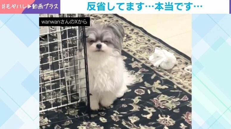 「やっべーー」イタズラがバレた……ワンコの“独特な表情”に「あざとい」「薄目しますよねw」と反響
