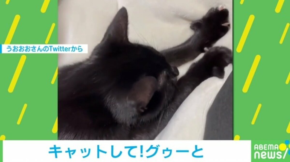 こりゃたまらん 子猫が毛布の間から ふみふみ する動画に悶絶の声 可愛すぎて可愛い 話題 Abema Times