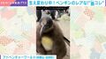 みんな斬新！キングペンギンの赤ちゃんが換羽で大変身 個性的な生え変わりに「コート着ているみたいでかわいい」「マダムみたい」などの声
