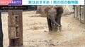 「水浴びだー!」水たまりを走り抜ける子ゾウ…雨の日に大はしゃぎする姿に「めちゃくちゃ楽しそうで可愛い」「こんな姿が見れるなら雨の日に行く!」などの声