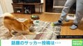 “俊敏ステップ”でボール奪取を仕掛ける柴犬選手vs華麗な脚さばきで翻弄する投稿者 激しい攻防戦に「プレッシャーのかけ方がナイス」