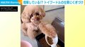 これ以上減らさないで! “真剣に訴える犬”の行動に「ストップが上手」「天才」と反響続々