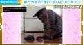 異色コンビの3年後…猫の真似をしてカメがベルを鳴らす！？ひとつ屋根の下で暮らす2匹の“現在の関係性”