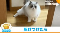 【映像】颯爽と登場した猫の可愛らしい“ハプニング”