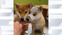 【映像】素直にフルーツキャップ”被る柴犬