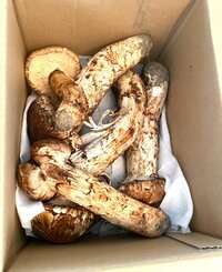 藤あや子『松茸がいーっぱい!』