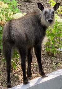 假屋崎省吾『やられた〜っ、天然記念物の日本カモシカに軽井沢の別荘の庭が‼️』