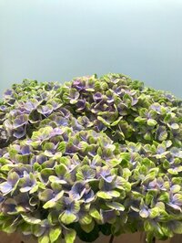 稲垣吾郎『六月の気分』