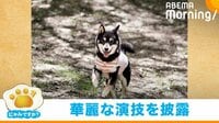 【映像】新体操の日本代表候補か!? 輪っかが好きな柴犬が身につけた華麗な“一匹技”