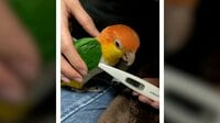 【映像】インコの体温を測ると…みるみる上昇!衝撃的な最終数値
