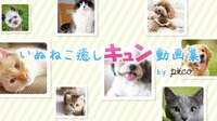 いぬねこ癒しキュン動画集 by PECO Vol.8 | AbemaTV（アベマTV）