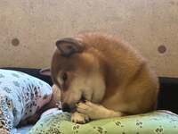 尾形あい『2週間目突入』