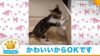 【映像】用を足したのに壁カリカリをする子猫