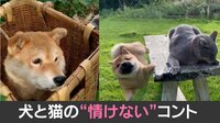 【映像】一瞬でフレームアウトする柴犬