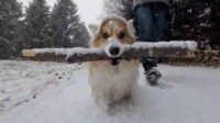 【映像】雪の中でも枝運び コーギーもこすけの日課