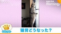 【映像】猫背どこいった? 2本足で“背筋ピーン”直立する猫