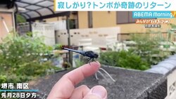 「ドローンでは？」トンボが飛び立っては指に戻る“奇跡のリターン”