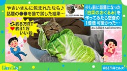 “白菜”に包まれた猫、想像の1億倍可愛いと話題に「人間の赤ちゃんみたい」