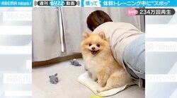好きすぎて妨害→勝利の“ドヤ顔” 犬が体幹トレを邪魔する珍光景に「さりげなくスパルタしてる笑」