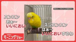 「はぁ～いいにおい～」「くっさ～」　連呼するインコさん　言葉の意味を理解してる？