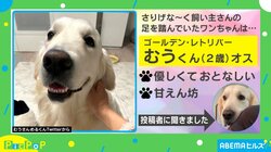 大型犬あるある？ 笑顔でさりげなく飼い主の足を踏んでいたイヌが話題 飼い主「気づかないくらい優しかった」