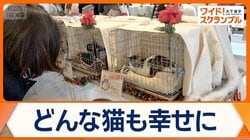 知られざる保護猫事情とは？　譲渡会へ…主催者の思い　天皇ご一家の猫「美海」も話題