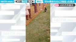 大爆走！50m走を“自主的に3本”走る柴犬が視聴者の心を魅了！「めっちゃ元気！」「かわいすぎて反則です！」
