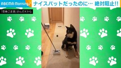 絶妙なタイミングで柴犬が阻止！ホールインワン寸前のボールをキャッチする姿が話題