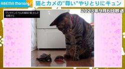 異色コンビの3年後…猫の真似をしてカメがベルを鳴らす！？ひとつ屋根の下で暮らす2匹の“現在の関係性”