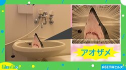 こえぇー！ 洗面所に置かれた“物体”の写真がTwitterで話題 投稿主「標本にしようと」