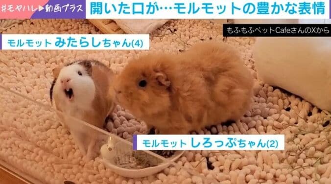 モルモットのみたらしちゃん