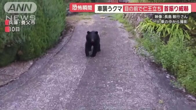 車に襲い掛かろうとするクマ