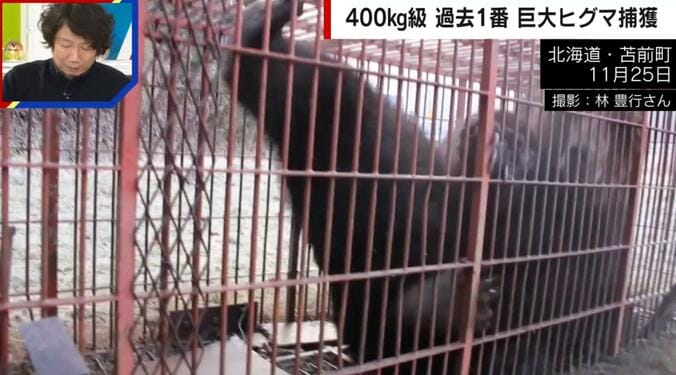 巨大ヒグマ