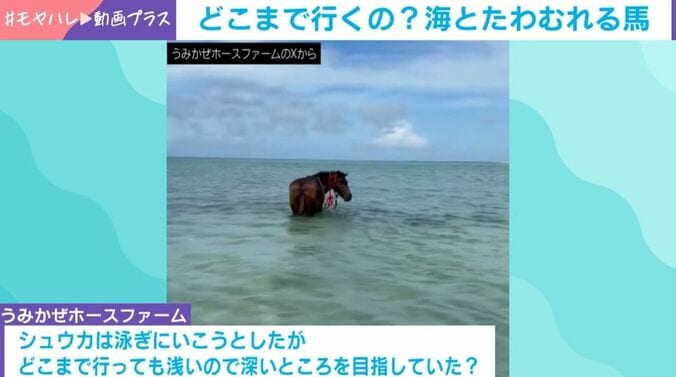 「ヨナグニウマ」のシュウカちゃん